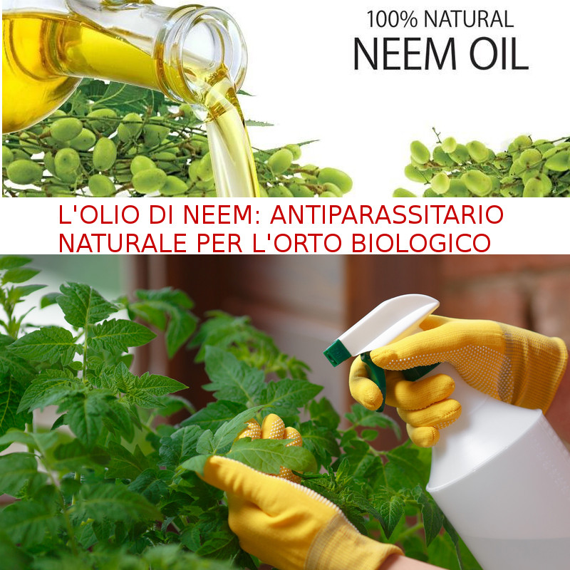 Olio di Neem come antiparassitario per l'orto biologico